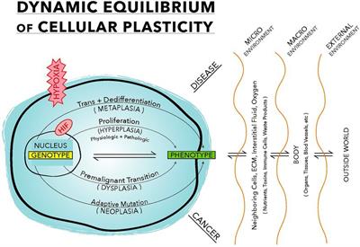 Dynamic equilibrium of cellular plasticity: The origin of diseases